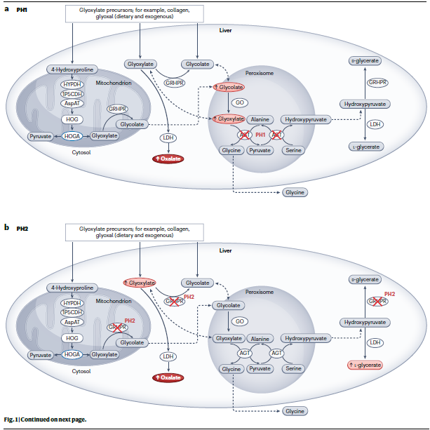 Glyoxylate metabolism in primary hyperoxaluria